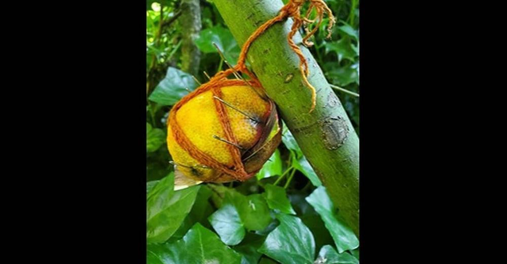 The Lemon Curse