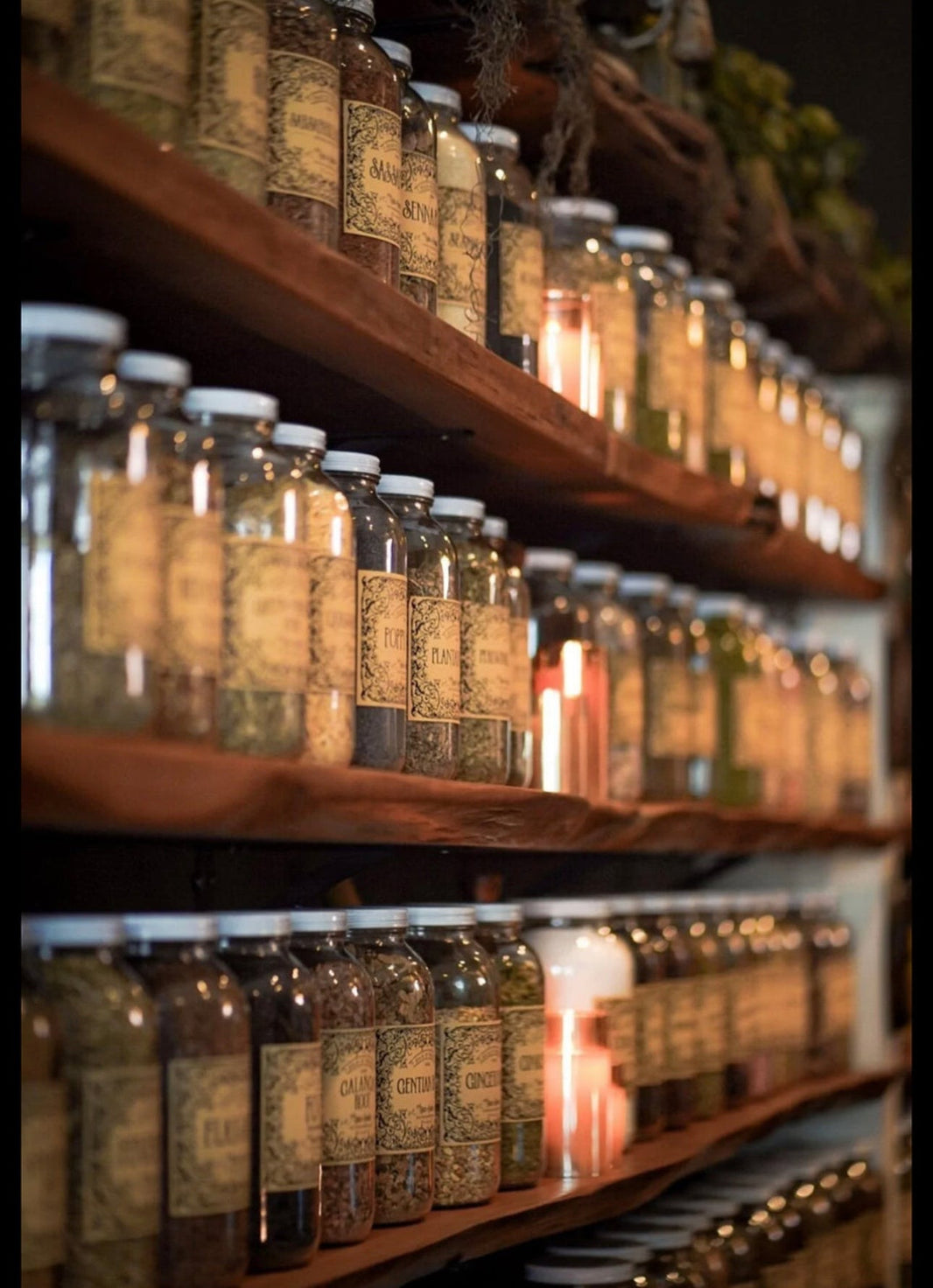 Bayberry Root Bark